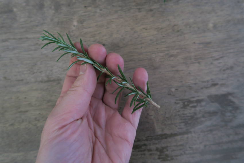 Rosemary Cutting 3